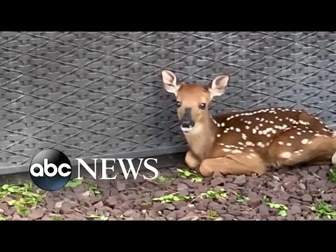You are currently viewing Deer shows off tiny baby fawn to human friend l ABC News
