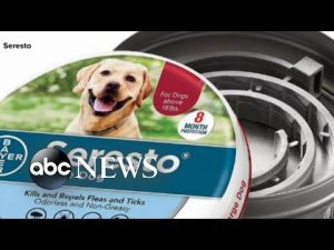 Read more about the article Dog collar linked to thousands of pet deaths