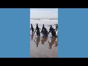 Read more about the article Penguins return home after rehabilitation in Argentina