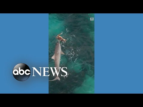 You are currently viewing Turtle survives shark attack off Australian coast
