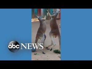 Read more about the article Kangaroos tussle at San Antonio Zoo