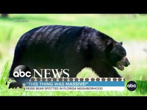 Read more about the article Huge bear captivates Florida neighborhood