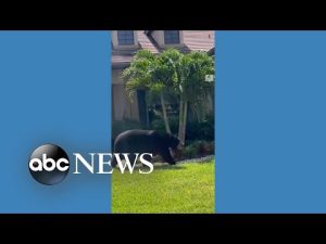 Read more about the article Large bear wanders through residential area in Florida