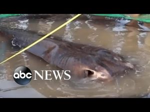 Read more about the article Giant stingray is thought to be world’s largest freshwater fish