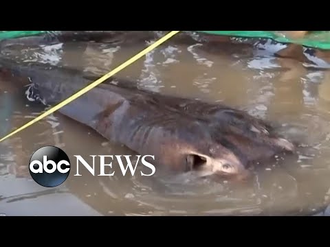 You are currently viewing Giant stingray is thought to be world’s largest freshwater fish