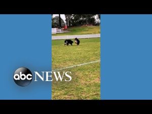 Read more about the article 2 dogs reunited after weeks apart