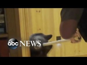 Read more about the article Bear breaks into Wisconsin home