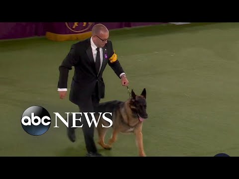 You are currently viewing America’s next top dog