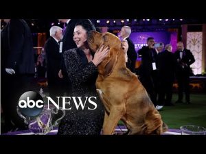 Read more about the article Westminster winner, Yellowstone reopens, earthquake deaths: World in Photos, June 23