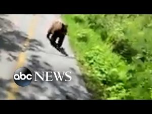 Read more about the article Hiker tries to scare away bear following her