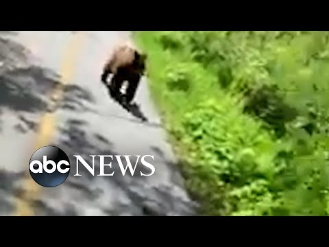 You are currently viewing Hiker tries to scare away bear following her