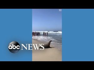 Read more about the article Pregnant sea lion wandering in golf course returns to ocean