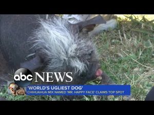 Read more about the article ‘Ugliest Dog’ winner