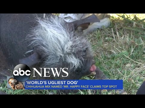 You are currently viewing ‘Ugliest Dog’ winner