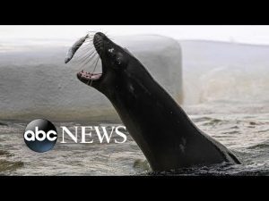 Read more about the article Sea lion, Supreme Court and Ukraine: World in Photos, June 28