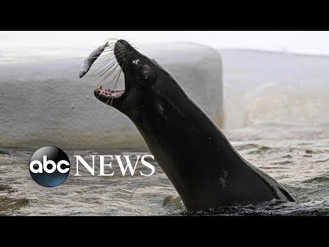 You are currently viewing Sea lion, Supreme Court and Ukraine: World in Photos, June 28