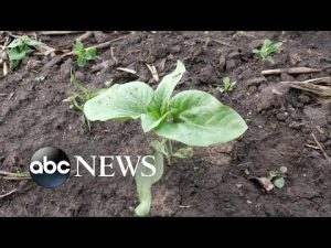 Read more about the article Food supply crisis becomes next front of war in Ukraine | ABCNL