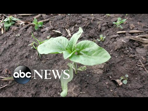 You are currently viewing Food supply crisis becomes next front of war in Ukraine | ABCNL