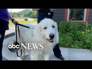 Read more about the article Dog bark controversy
