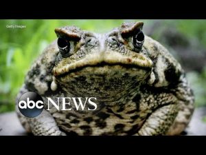 Read more about the article Toxic toad population increasing in South Florida: Experts