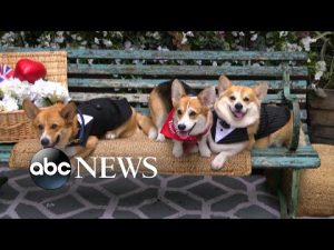 Read more about the article Queen, country and corgi