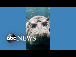 Read more about the article Hippo enjoys spa day at Texas zoo
