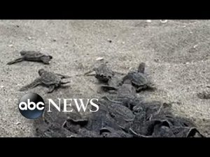 Read more about the article Turtle hatchlings head to the ocean