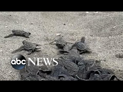 You are currently viewing Turtle hatchlings head to the ocean