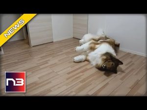 Read more about the article The Dog In This Photo Is Really A Man From Japan Who Transformed Himself For $15k