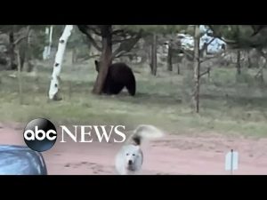 Read more about the article Playful husky has tense standoff with a bear