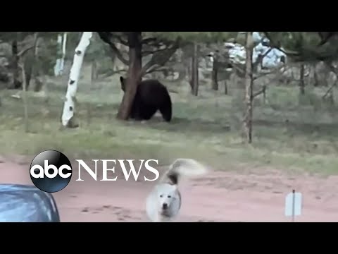 You are currently viewing Playful husky has tense standoff with a bear