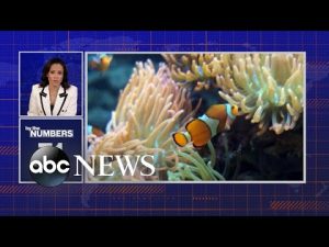 Read more about the article By the Numbers: World Oceans Day | ABCNL