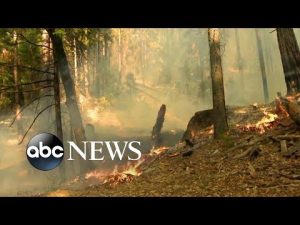 Read more about the article Wildfire threatens Yosemite sequoias as sprinkler system sets up for protection