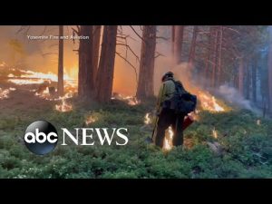 Read more about the article Washburn Fire rages through California’s Yosemite National Park l GMA