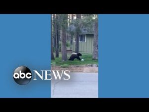 Read more about the article Bear puts soccer skills on display for neighborhood