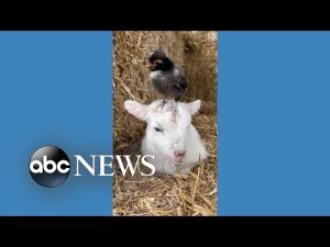 Read more about the article Lamb makes friend with chick on farm in England