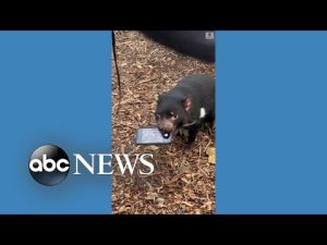 Read more about the article Tasmanian devil refuses to give back phone