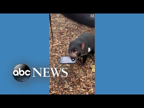 You are currently viewing Tasmanian devil refuses to give back phone