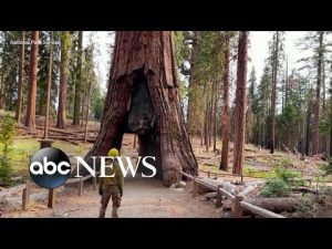 Read more about the article How climate change threatens sequoia trees