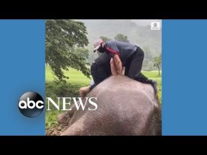 Read more about the article Rescuers perform CPR on elephant in Thailand