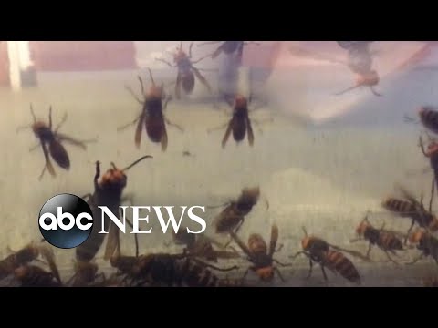 You are currently viewing Hunting murder hornets
