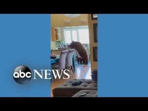 Read more about the article Mama bear and cub chow down inside home