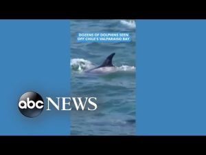 Read more about the article Dozens of dolphins made a splash off the coast of Chile