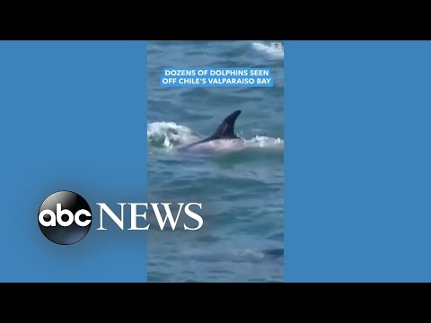 You are currently viewing Dozens of dolphins made a splash off the coast of Chile