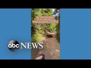 Read more about the article Bear follows hiker along Mount Rainier path
