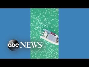 Read more about the article Jellyfish swarm a boat in Israel