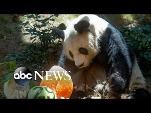 Read more about the article World’s oldest giant panda in captivity dies at 35