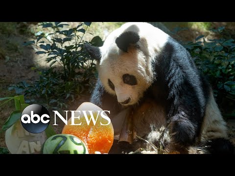You are currently viewing World’s oldest giant panda in captivity dies at 35