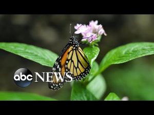 Read more about the article Save the butterflies