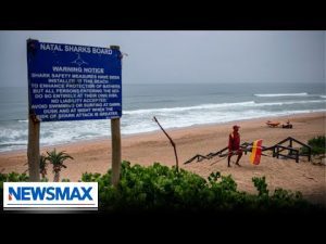 Read more about the article Shark attacks on the rise this summer | Wake Up America